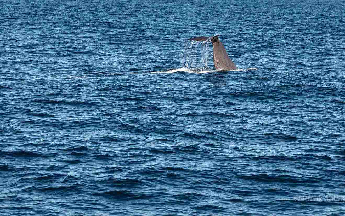 whale fluke